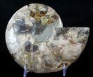 Cut Ammonite Fossil (Half) - Beautifully Agatized #58286-1